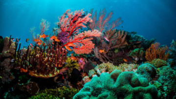 Corals Get Their Glow Back! 🌊 Two Lab Experiments Bring New Hope for Restoring Bleached Corals