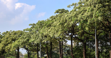 When the Perfume Is Too Powerful! 🌸 Hanoi Trims Its Famous Milk-Flower Trees After Residents Complain About Their Overpowering Autumn Fragrance