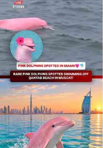 Rare Pink Dolphin Spotted Off Oman’s Coast, Nature Really Has Its Own Surprises🎀