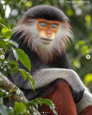 This monkey looks so peaceful, people might actually get jealous of its inner peace 😭🧘