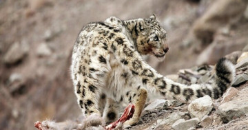 Yaayyyy!! Leopard Lovers, Look! India Counts 718 Snow Leopards, 477 in Ladakh! 🐆🏔️