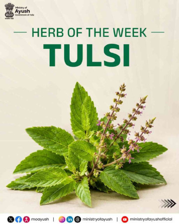🌿 Tulsi Takes the Spotlight! India’s OG Wellness Herb Gets Its Moment ✨