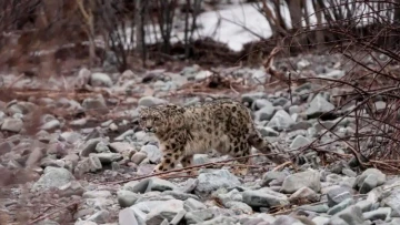 India repeats its 718 snow leopard estimate, but Himachal’s newer survey counts 83 🐆❄️