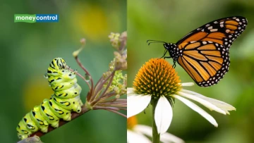 Plot Twist: Butterflies Might Remember Their Caterpillar Era! 10 Year Old Tests the Theory