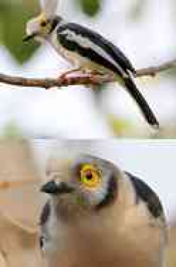 Nature Really Said 'Let's Put a Sunflower on This Bird's Face' 🌻👀