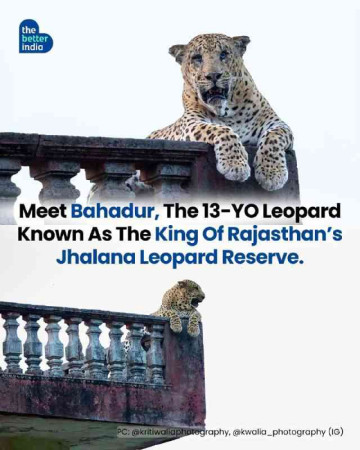 Meet Bahadur, The 13-Year-Old Leopard Who Definitively Rules Rajasthan's Jhalana Reserve Like a True Boss! 🐆👑