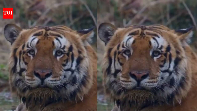 'He's so chonky': Internet is in love with Gabbar, India's 'biggest' tiger