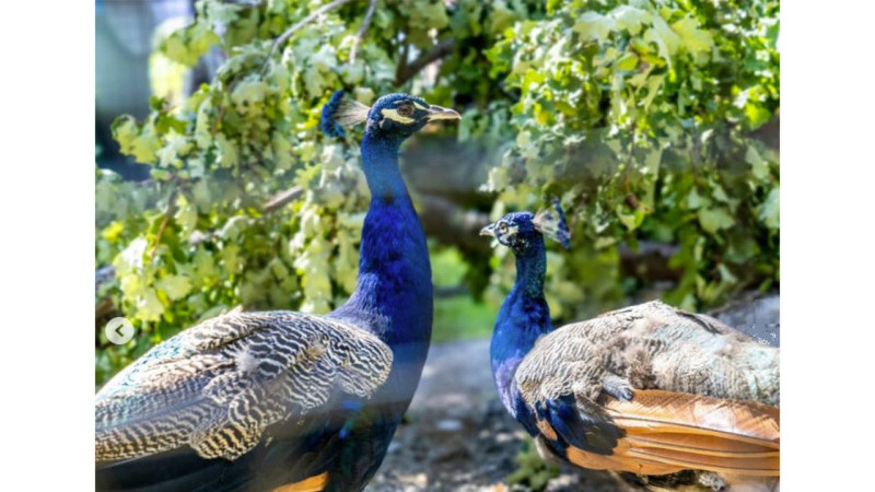 India gifts five peacocks to UN Geneva, hailed as 'beautiful gesture'