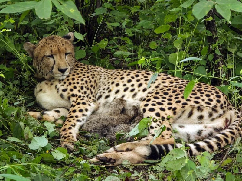 India’s Cheetah Comeback: Four New Cubs Are Born in Kuno