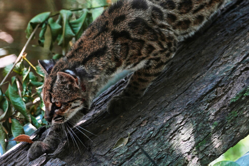 Scientists Discover a New Wild Cat - the First in More Than 100 Years