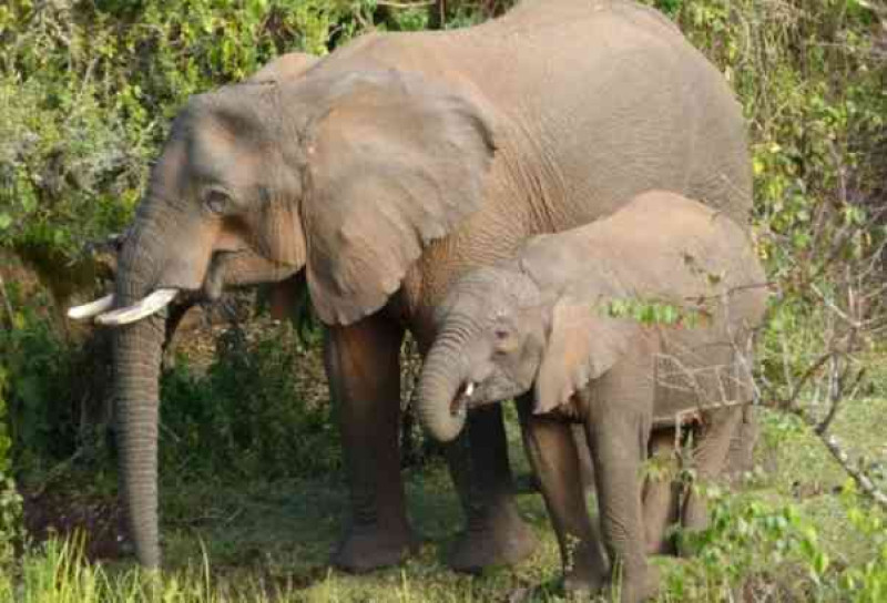 Nature’s Pharmacy: How Elephants Use Plants to Treat Themselves