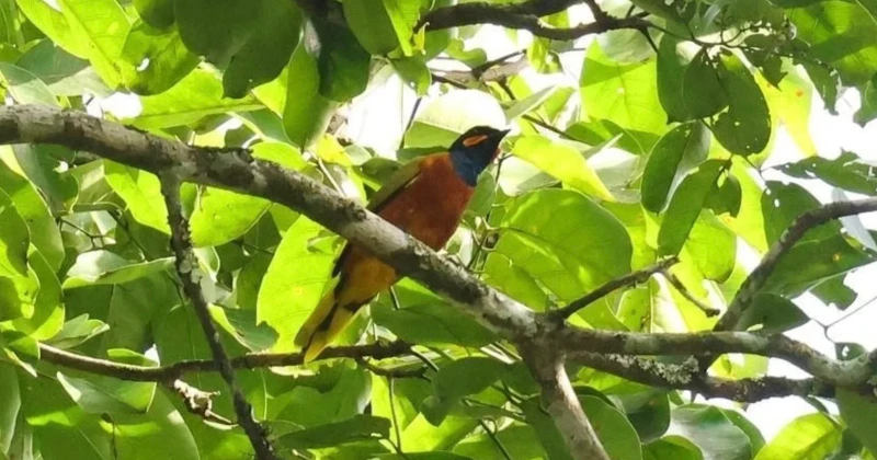 First-Ever Video of a Ghana Cuckooshrike After 13 Years as a 'Lost' Bird Species