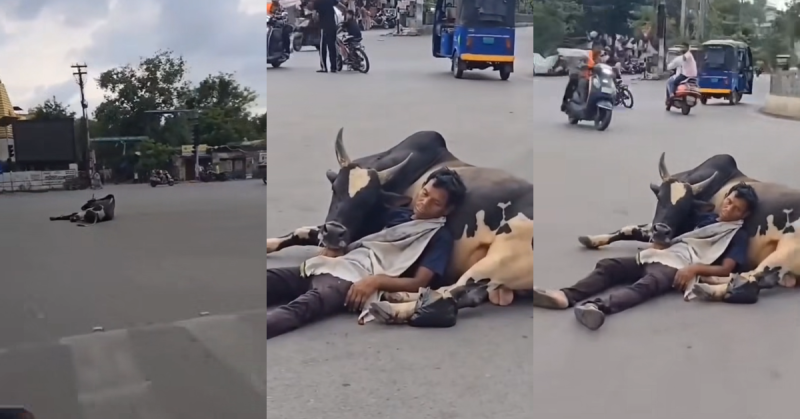 Man Uses Bull As A Pillow At Busy Traffic Junction, Unbothered Nap Has Internet Laughing