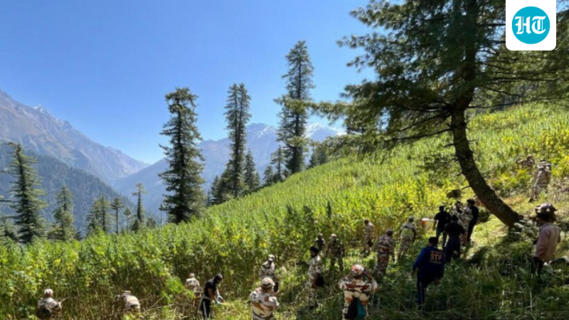Parvati Valley’s postcard-perfect image has a plot twist: four agencies have cleared 592 acres of illegal cannabis crops in a major crackdown!