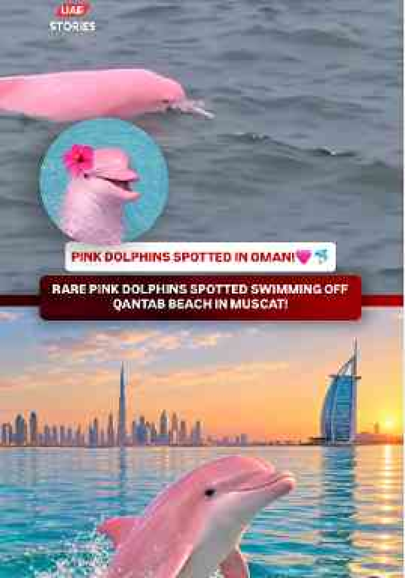 Rare Pink Dolphin Spotted Off Oman’s Coast, Nature Really Has Its Own Surprises🎀