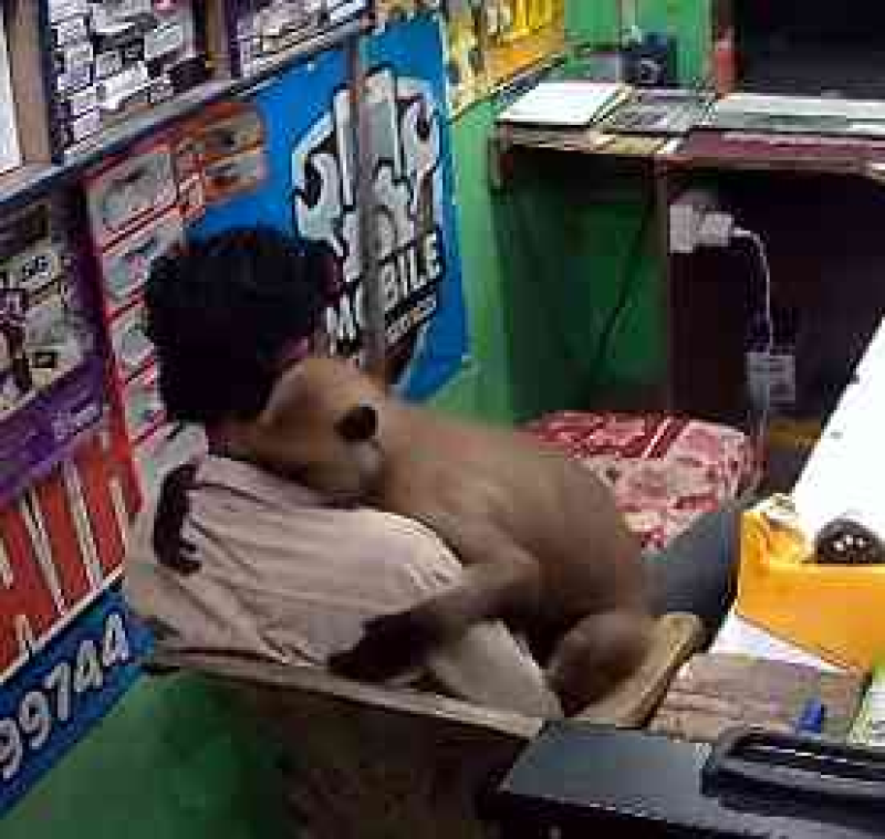 A Langur Walks Into a Mobile Shop and Hugs the Owner 🐒🤗 Odisha’s Wholesome Moment