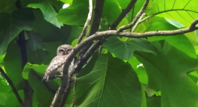 Guwahati is home to 8 owl species, and city noise makes them harder to spot 🦉🔊