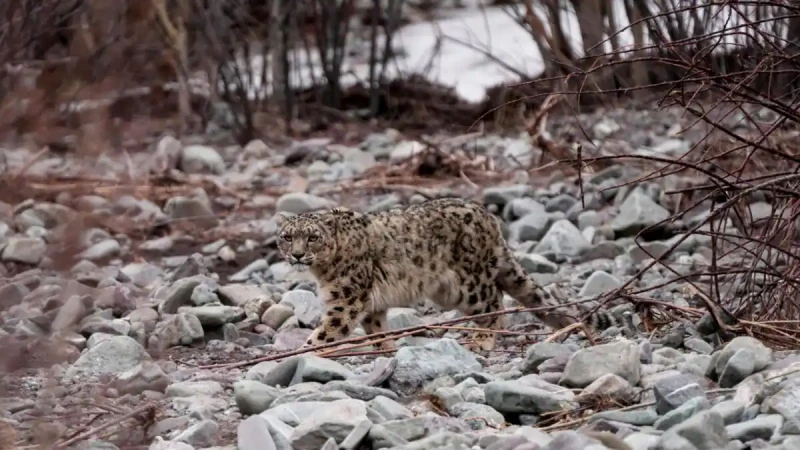 India repeats its 718 snow leopard estimate, but Himachal’s newer survey counts 83 🐆❄️