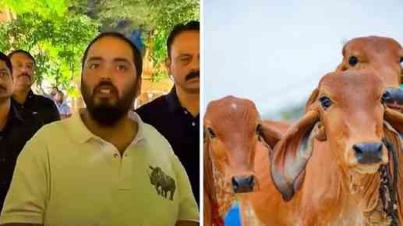 Anant Ambani Drops the Ultimate Cow Rescuer Flex, Saying 7 Lakh Out of 9 Lakh Cows Are Non-Milking But Still get Care!